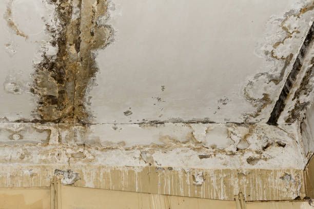 Valle Vista, CA Mold Inspection, Removal & Remediation Company